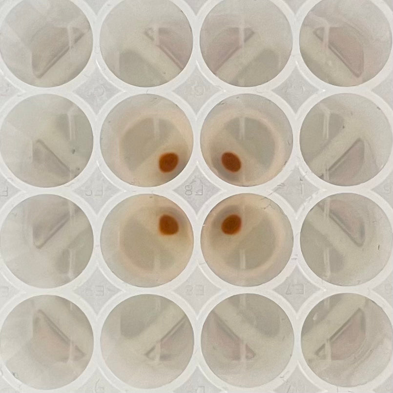 Magnetic separation rack closeup view with a deepwell plate